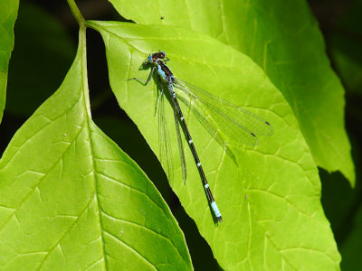 Aurora Damsel (Chromagrion conditum)