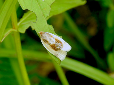 Black-patched Clepsis Moth (Clepsis melaleucanus)  Hodges #3686