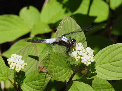 Chalk-fronted Corporal (Ladona julia)