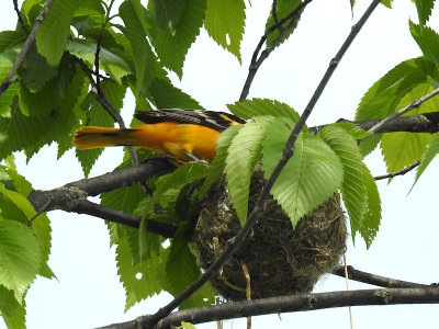Baltimore Oriole at nest