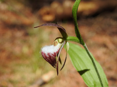 Ram's Head Lady Slipper