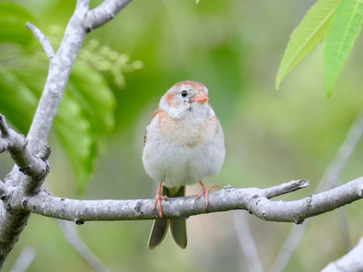 Field Sparrow