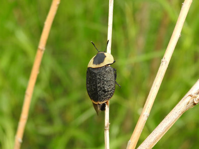 American Carrion Beetle