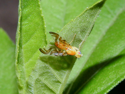 Fruit Fly (Strauzia sp.)