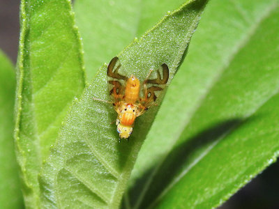 Fruit Fly (Strauzia sp.)