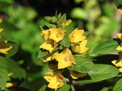 Dotted Loosestrife (Lysimachia punctata) - Introduced in Ontario