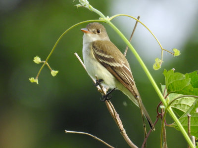 Willow Flycatcher