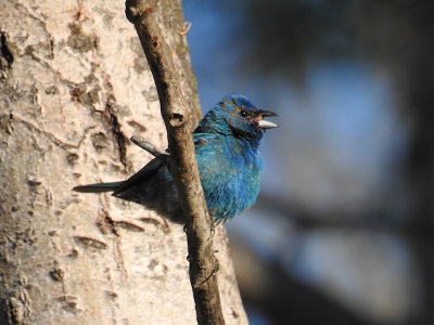 Indigo Bunting