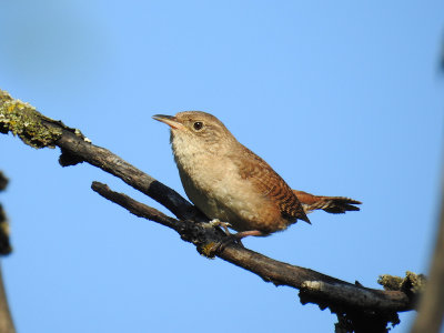 House Wren