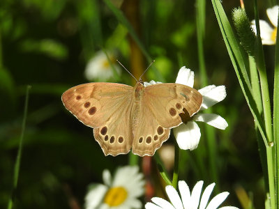 Northern Pearly Eye (Lethe anthedon)
