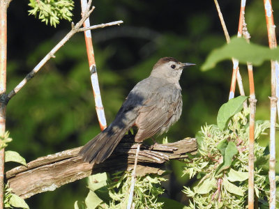 Gray Catbird