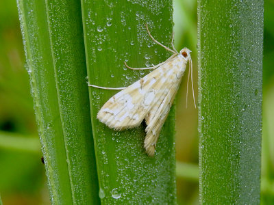 Pondside Crambid Moth (Elophila icciusalis)Hodges#4748
