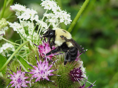 Bumble Bee (probably Common Bumblebee)
