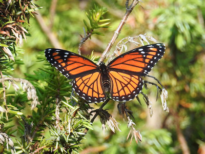 Viceroy (Limenitis archippus)