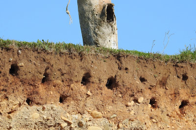 Bank Swallow colony 