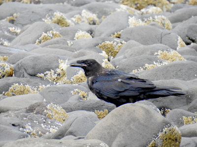 Common Raven with Crab