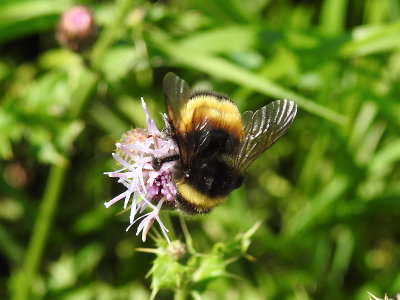 Yellow-banded Bumble Bee