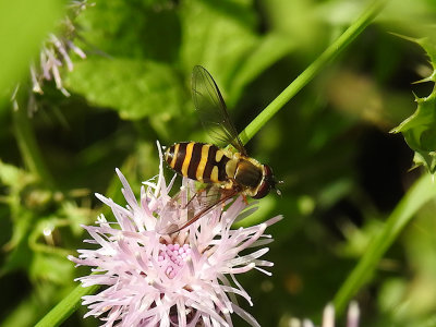 Syrphid sp.