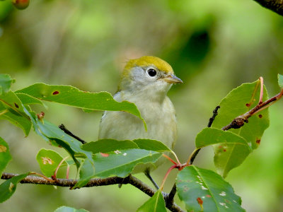 Chestnut-sided Warbler (fall plumage)