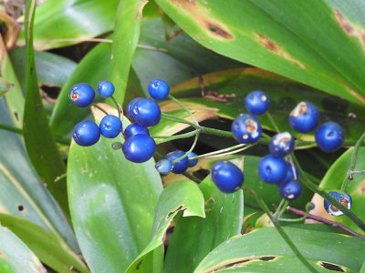 Bluebead Lily