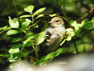 Chestnut-sided Warbler (fledgling)