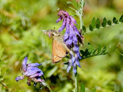 Mystery Skipper #1