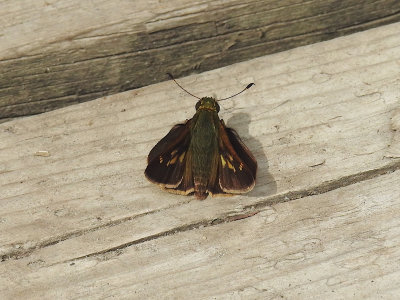 Little Glassywing (female) (Pompeius verna)