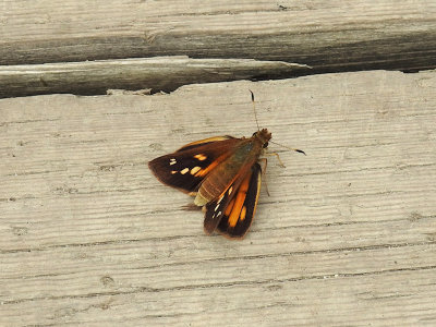 Broad-winged Skipper (Poanes viator)