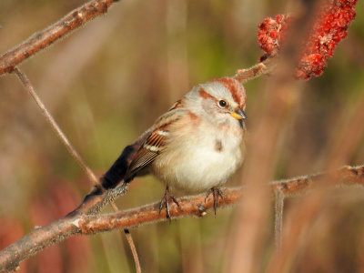 American Tree Sparrow