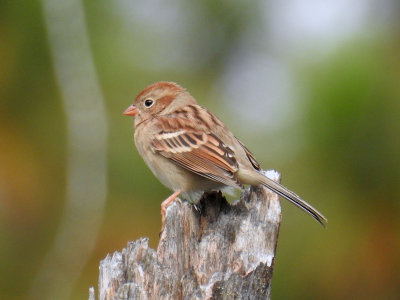 Field Sparrow