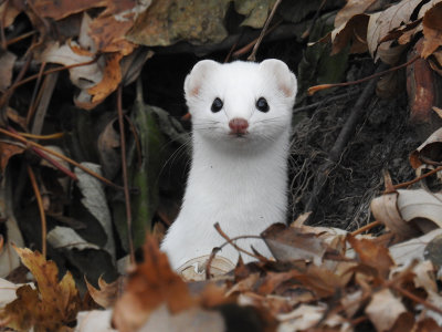 Weasel sp.