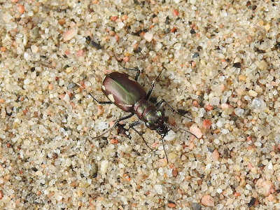 Festive Tiger Beetle (Cicindela scutellaris)