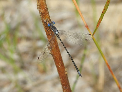 Spotted Spreadwing (Lestes congener) 