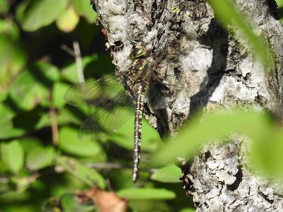 Green-striped Darner - female (Aeshna verticalis)