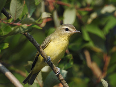 Vireos and Larks