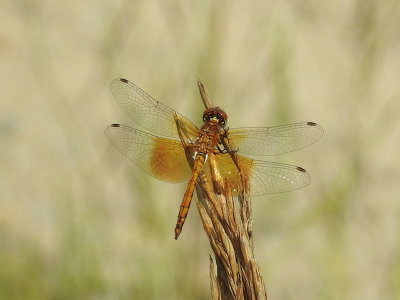 Band-winged Meadowhawk (Sympetrum occidentale<