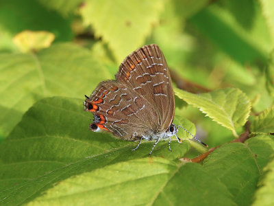 Striped Hairstreak (Satyrium liparops)