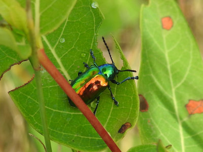 Dogbane Leaf Beetle (Chrysochus auratus)