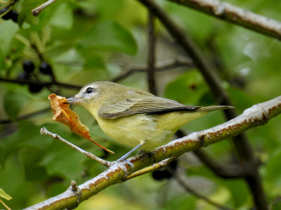 Philadelphia Vireo