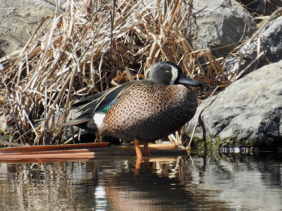 Blue-winged Teal