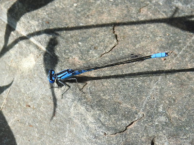 Azure Bluet (male), the most common damselfly species on the lake and cottage roage