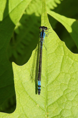 Azure Bluet (female)