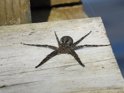 Dolomedes sp. (Fishing Spider) on the dock