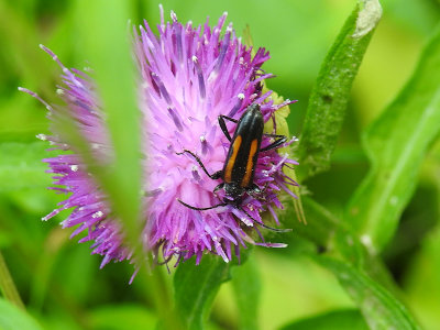 Strangalepta Flower Longhorn Beetle 