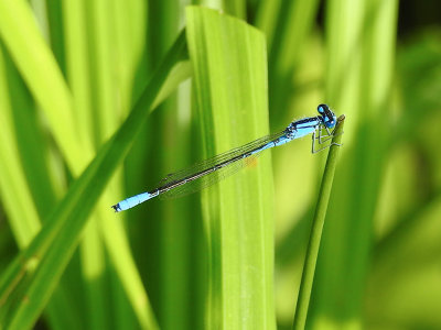 Azure Bluet (male)