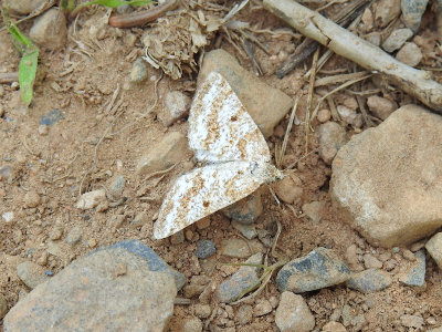 Powder Moth (Eufidonia notataria)