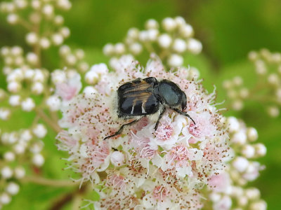 Bee-mimic Flower Beetle