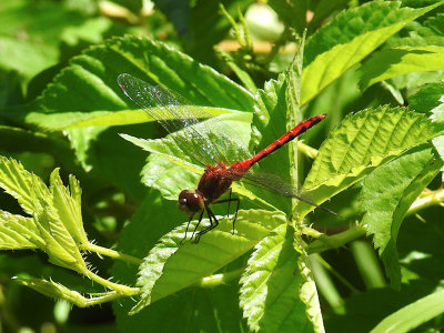 Probable Cherry-faced Meadowhawk