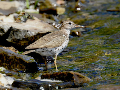 Spotted Sandpiper (adult)