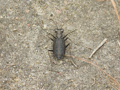 Punctured Tiger Beetle (Cicindelidia punctulata)